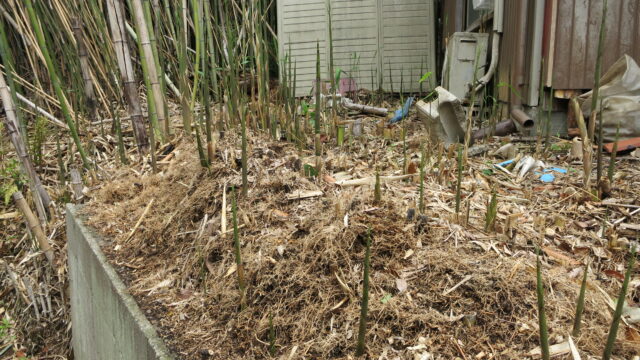 除草剤の結果と西側の新たな竹達⑥