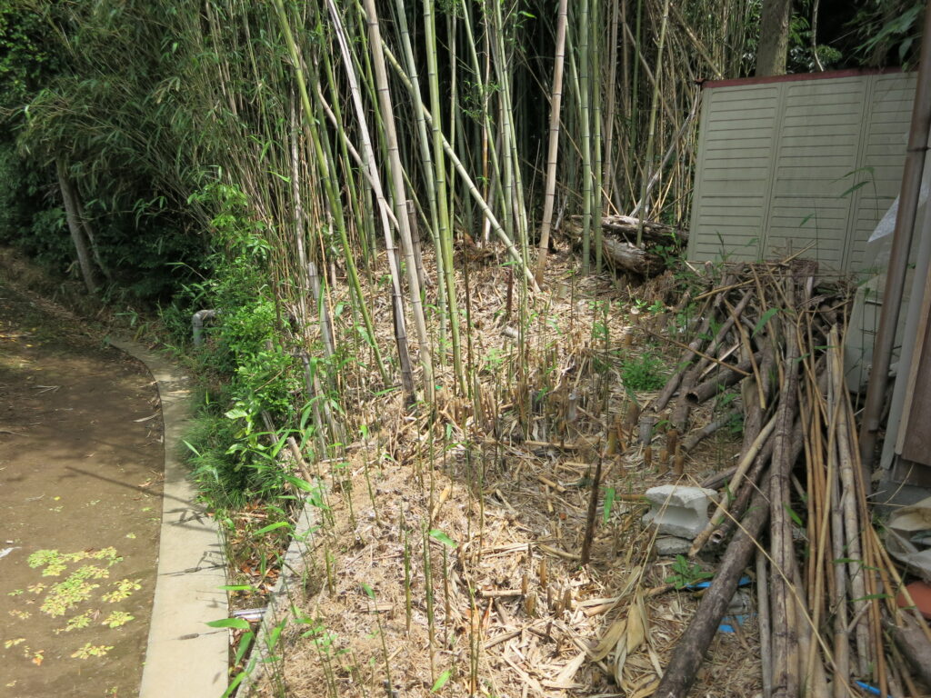 「竹は成長が早い」の意味を知る