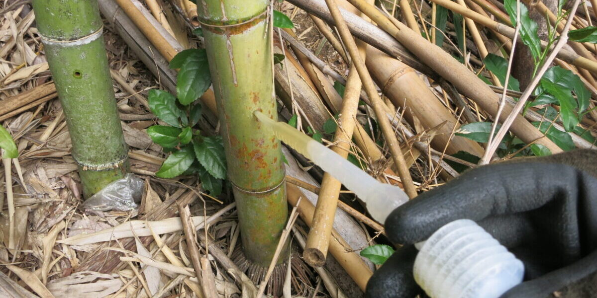 サンフーロン試用と伐採竹の大移動