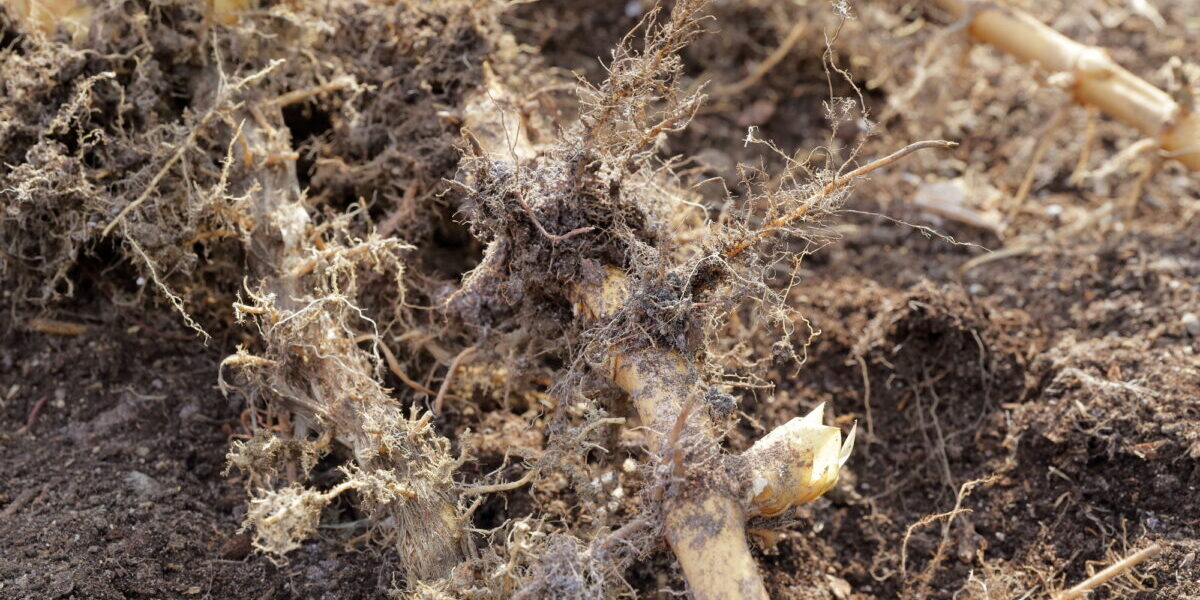 ペットバレー：動物保護シェルター敷地の地下茎と対峙する