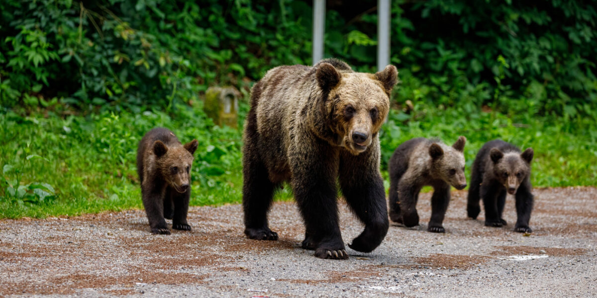 ルーマニアの熊対策を参考にできるか