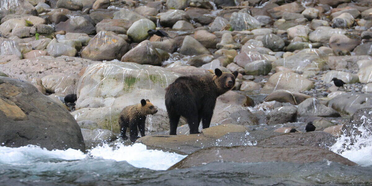子熊の周りに母熊あり