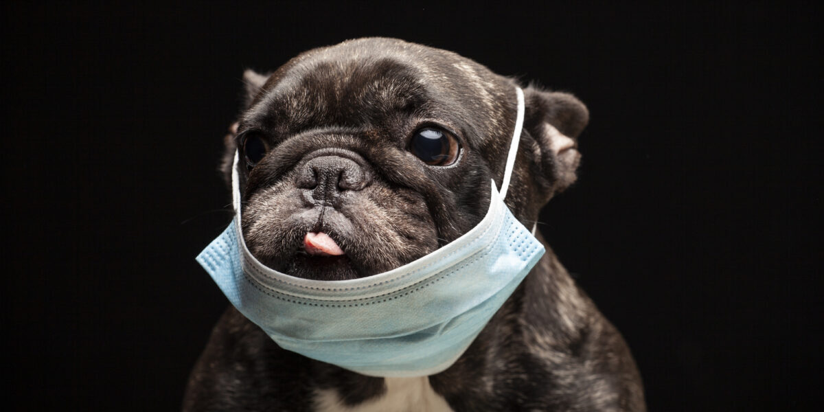 アメリカで拡大中の犬の呼吸疾患